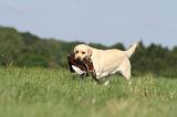LABRADOR 495